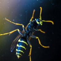 пчела :: Александр Леонов