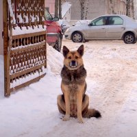 зимние собаки 8 :: Александр Прокудин