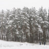 Снегопад в лесу :: Анатолий Клепешнёв