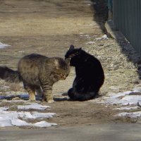 Чёрный кот не пустил полосатого идти дальше по тропинке, громко ругаясь... :: Татьяна Смоляниченко
