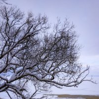 Дерево над заливом :: Роман Алексеев