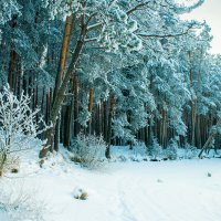 зимний лес :: Виктор Pp-off