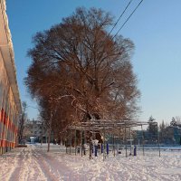 Пышное дерево :: Валентин Семчишин