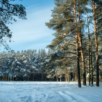 зимний лес :: Виктор Pp-off