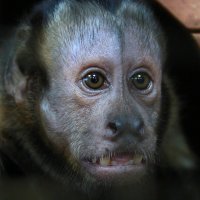 обезьянка :: Наталья Егорова