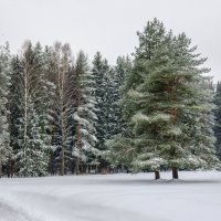 Зимний лес в снега одет :: Ирина Смирнова