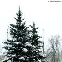Зима :: Виталий Буркалов