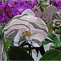 Удивительные орхидеи. :: Валерия Комова