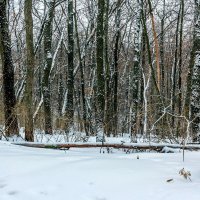 Зима и лес.. :: Юрий Стародубцев