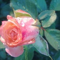 ..Усилить красоту розы, достаточно капли росы... :: TAMARA КАДАНОВА