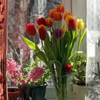 Весна! Цветы на окне :: Ирина Румянцева