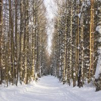 Аллея в парке :: Галина Новинская