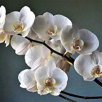 Орхидеи :: Валерий Перевозчиков