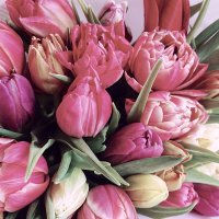 Розовые тюльпаны. :: Анна 