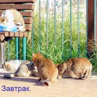 Кошки, завтрак, шабат. :: Валерьян Запорожченко