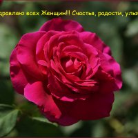 Роза в моем саду :: Влад Чуев