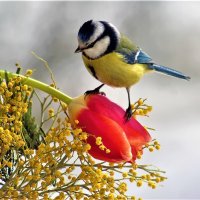 Весна и птицы :: Ольга Митрофанова