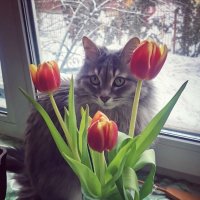 Тюльпаны и кот Василий :: Борис 