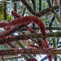 Araucaria araucana :: AZ east3