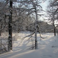 Зима в январе 2021года :: Валюша Черкасова