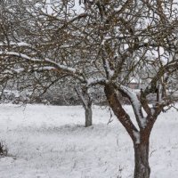 Панорама зимнего сада :: Анатолий Клепешнёв