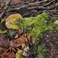 Гриб, водоросли и мох :: Heinz Thorns