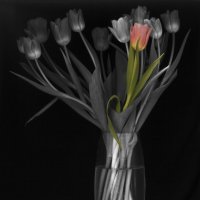 Вариация на тему "Тюльпаны". :: Андрей 