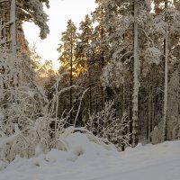 Зимний лес :: skijumper Иванов