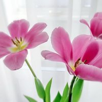 Тюльпаны - нежный всплеск Весны... :: Ольга Елисеева