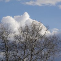 Облако и дерево встретились в небе. :: Марина Никулина