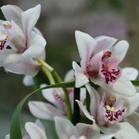 Орхидея :: ZNatasha -