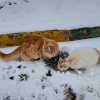 Не всё котам - Масленица, но пусть хоть на Масленицу будут сыты :: Андрей Лукьянов