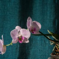 орхидея :: Яна Магик