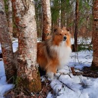 лес в марте, последний снег :: Валерия Яскович