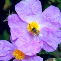 Цветок шиповника и пчела. :: Валерьян Запорожченко