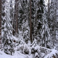 Зимний лес :: Константин Шабалин
