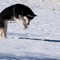 Охота на мышей. :: Владимир Безбородов