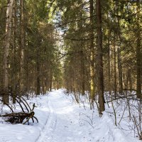 forest paths :: Zinovi Seniak
