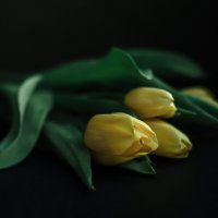Тюльпаны :: Naliteya 