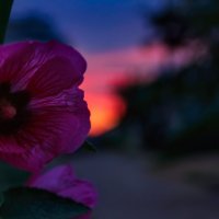 Цветы на закате :: Анатолий Клепешнёв