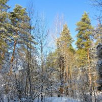 Мартовский лес :: Андрей Снегерёв