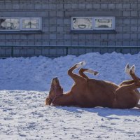 Мартовская лошадь. :: Serge Lazareff