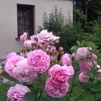 Розовые розы... :: Liudmila LLF