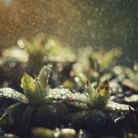 Зеленые суккуленты на рассвете под дождем :: Алина Аристова