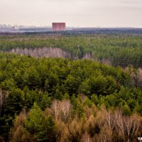 Ульяновский лес вырубают преступники :: Михаил Тищенко