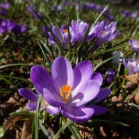 "Дыханье свежее весны, Плетет венок из первоцвета..." :: Galina Dzubina