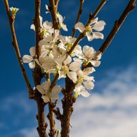 Цветёт войлочная вишня... сразу весна на душе) :: Николай Зиновьев
