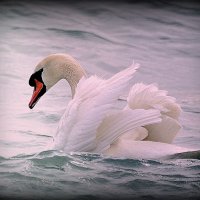 Белый лебедь :: Ольга (crim41evp)