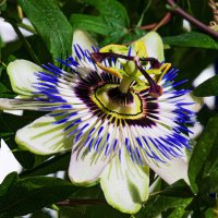 Первое в этом году цветение Пассифлоры голубой (страстоцвета) :: Николай Зиновьев