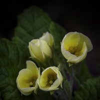 Цветы мая :: gribushko грибушко Николай